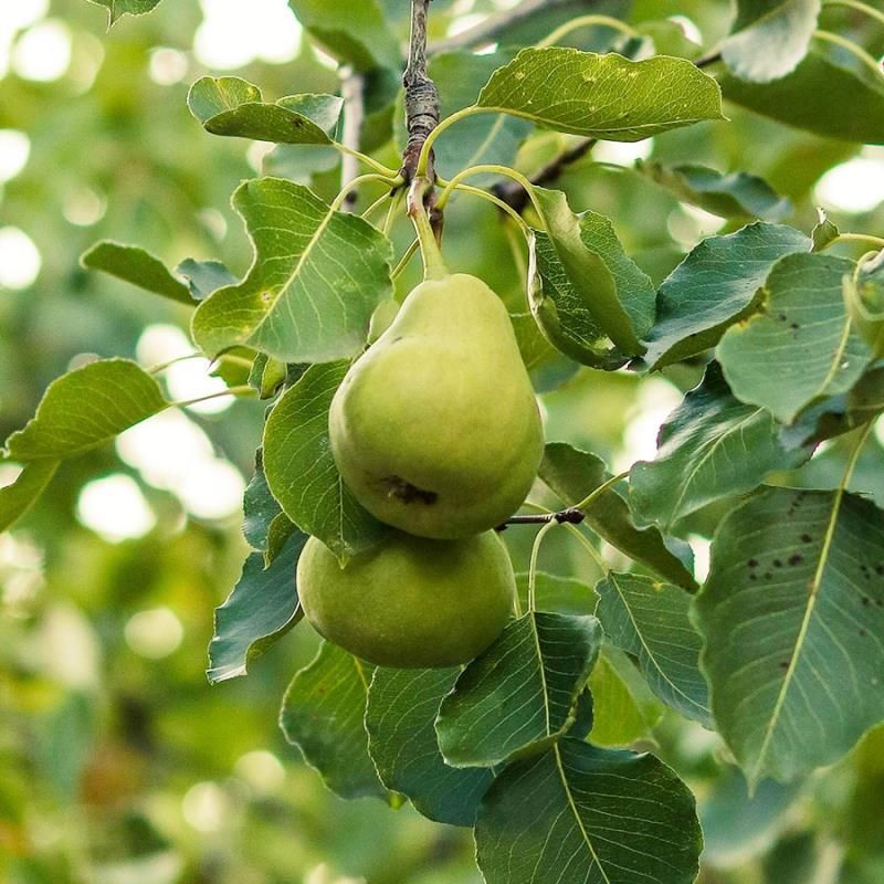 Anjou pear tree with green pears