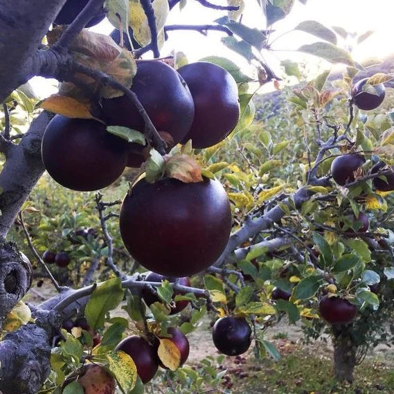 Arkansas Black apples on tree branches