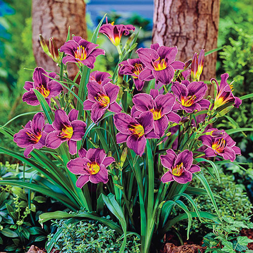Close-up of Purple D' Oro daylily flower.