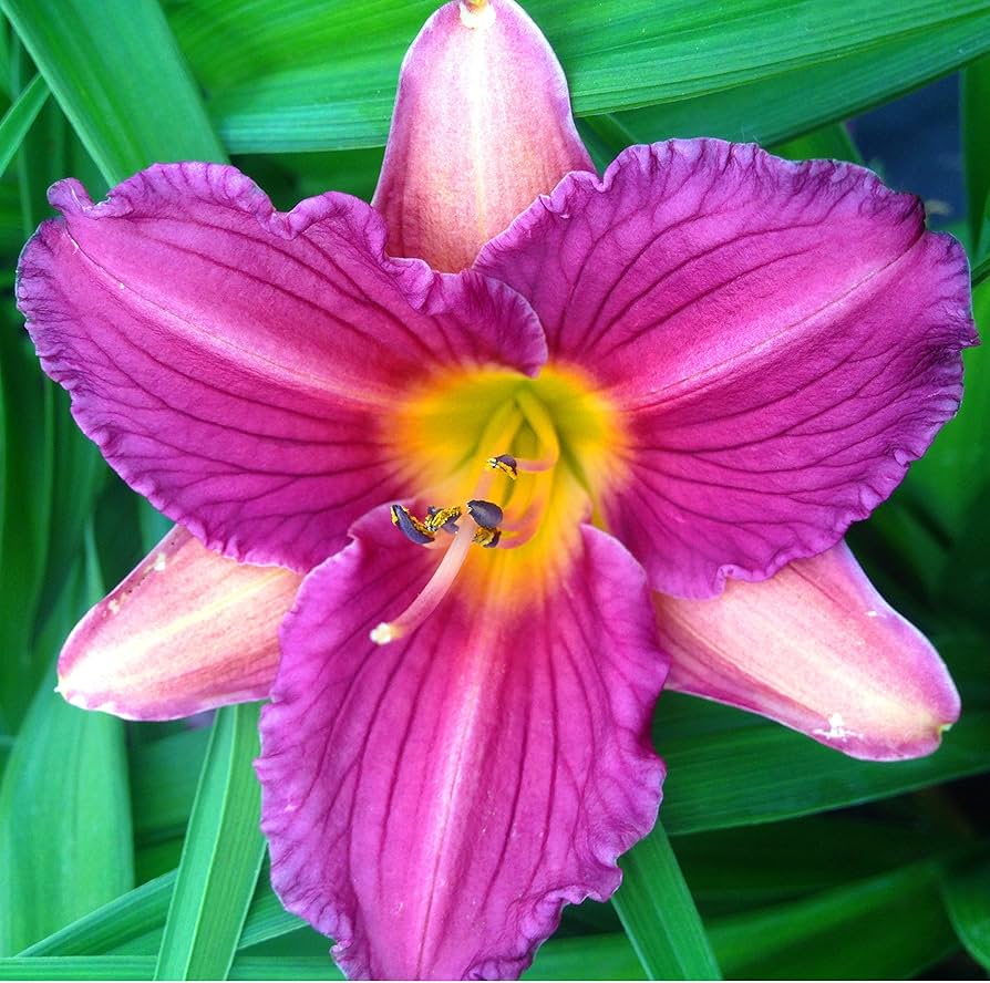 Purple D' Oro daylily flower.