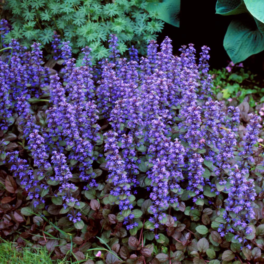 Dense Chocolate Chip Ajuga carpet in a shade garden setting