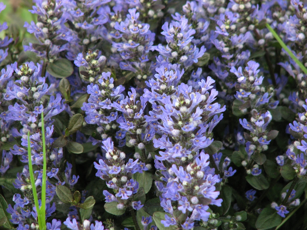 Buy Chocolate Chip Ajuga for year-round garden texture and color