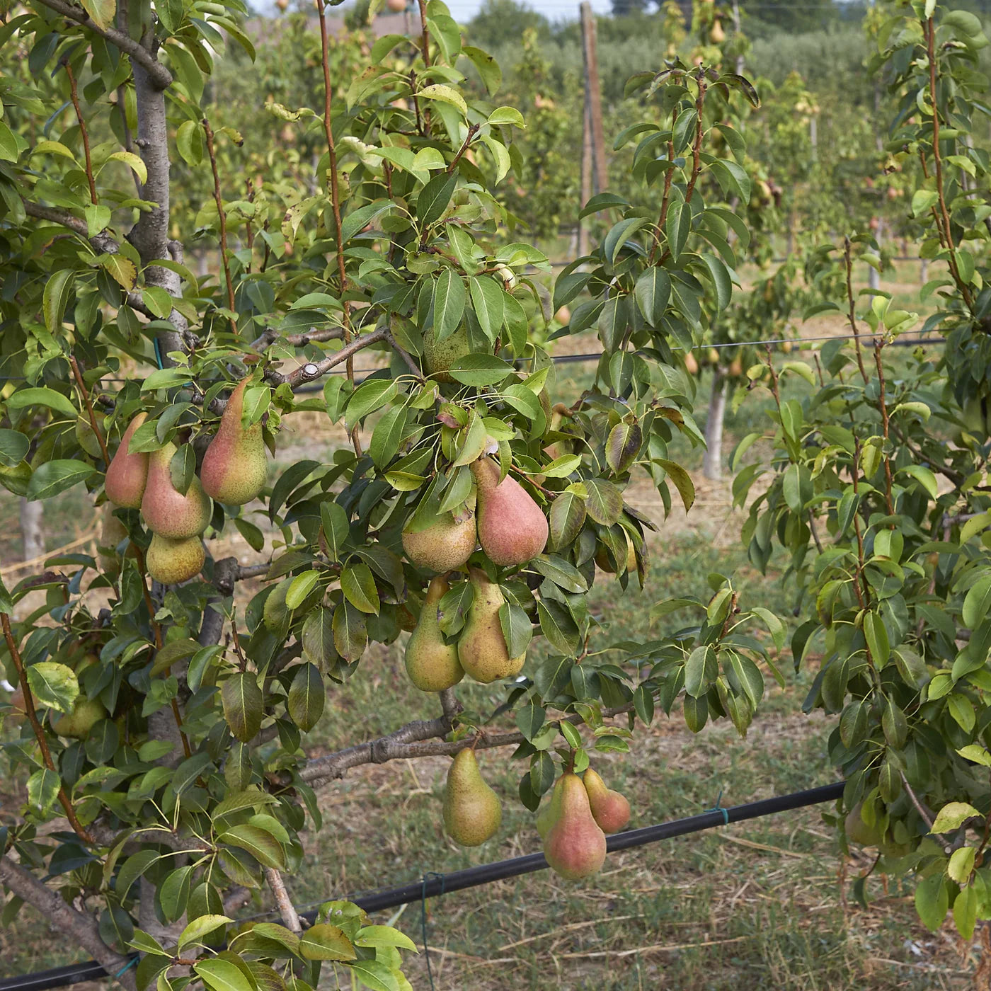 Ayers Pear Tree for sale.