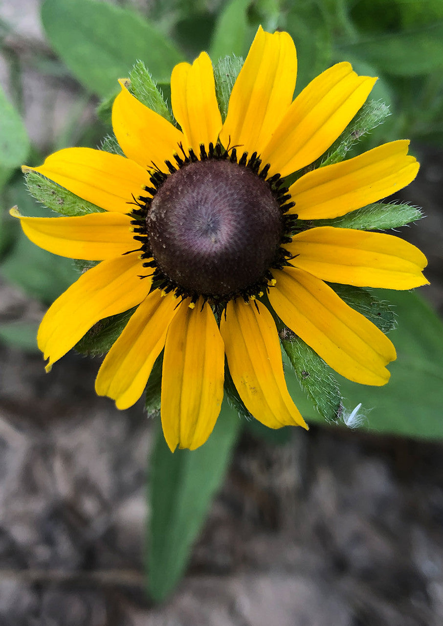Vibrant Black-Eyed Susan flowers in garden