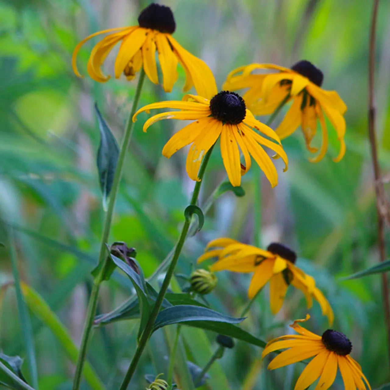 buy a Low-maintenance Black-Eyed Susan plant for sale online