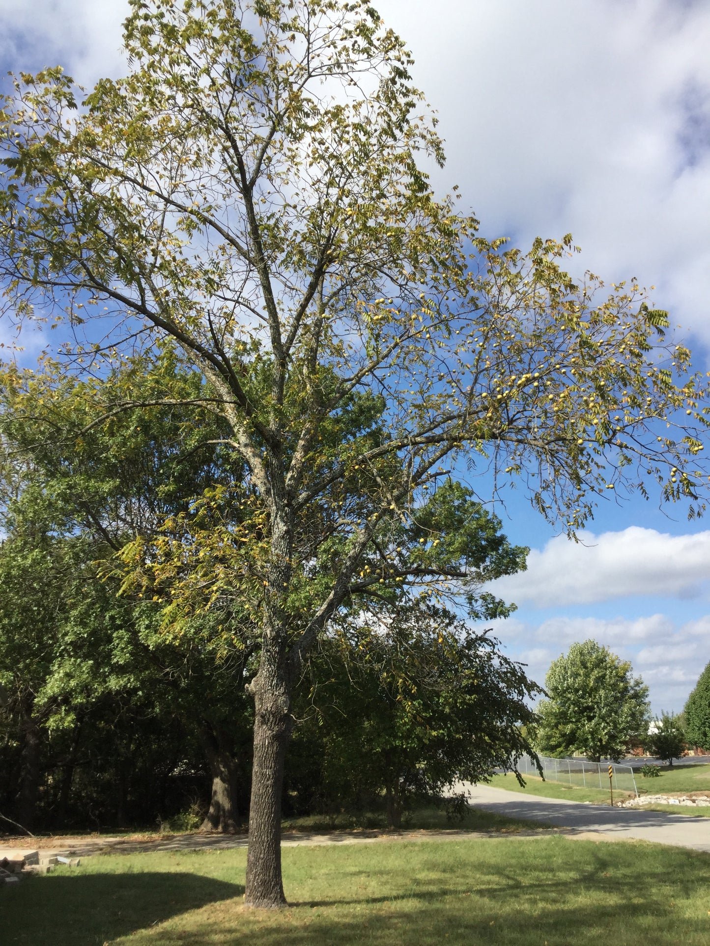 Strong roots on black walnut seedling for sale.