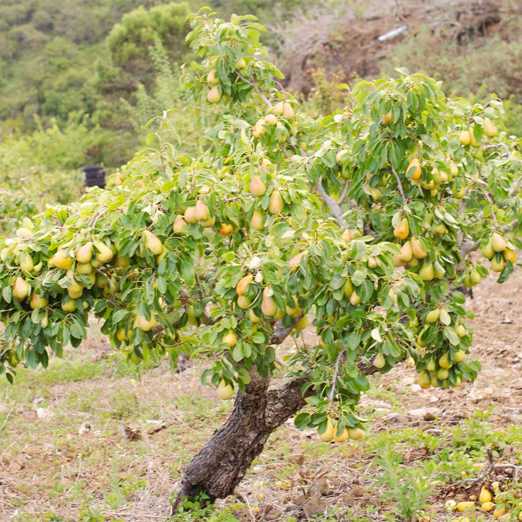 Dwarf Anjou pear tree in a garden