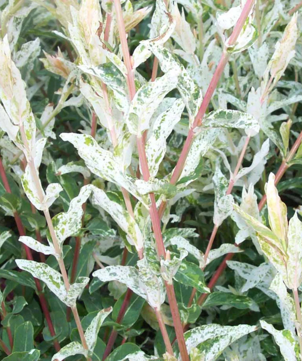Dappled Willow Bush – Great for Privacy Screens