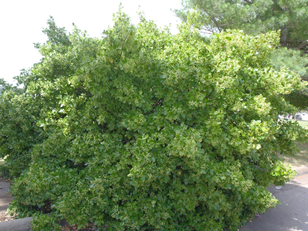 Manhattan Euonymus evergreen shrub.