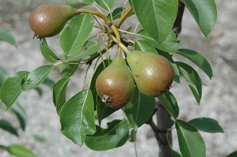 Young Moonglow pear sapling for sale