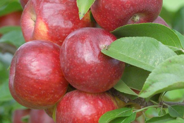 Buy Frostbite Apple Tree Online – Small Family Farm