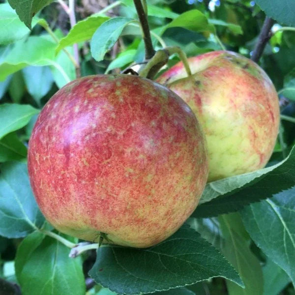 Frostbite Apples – Juicy, Sweet & Perfect for Cider