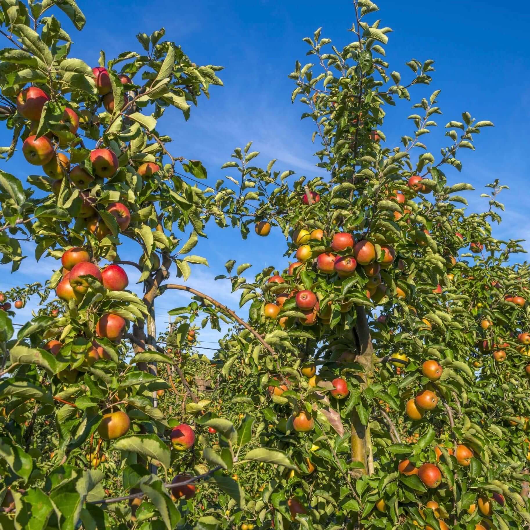 Late Season Frostbite Apples on the Tree