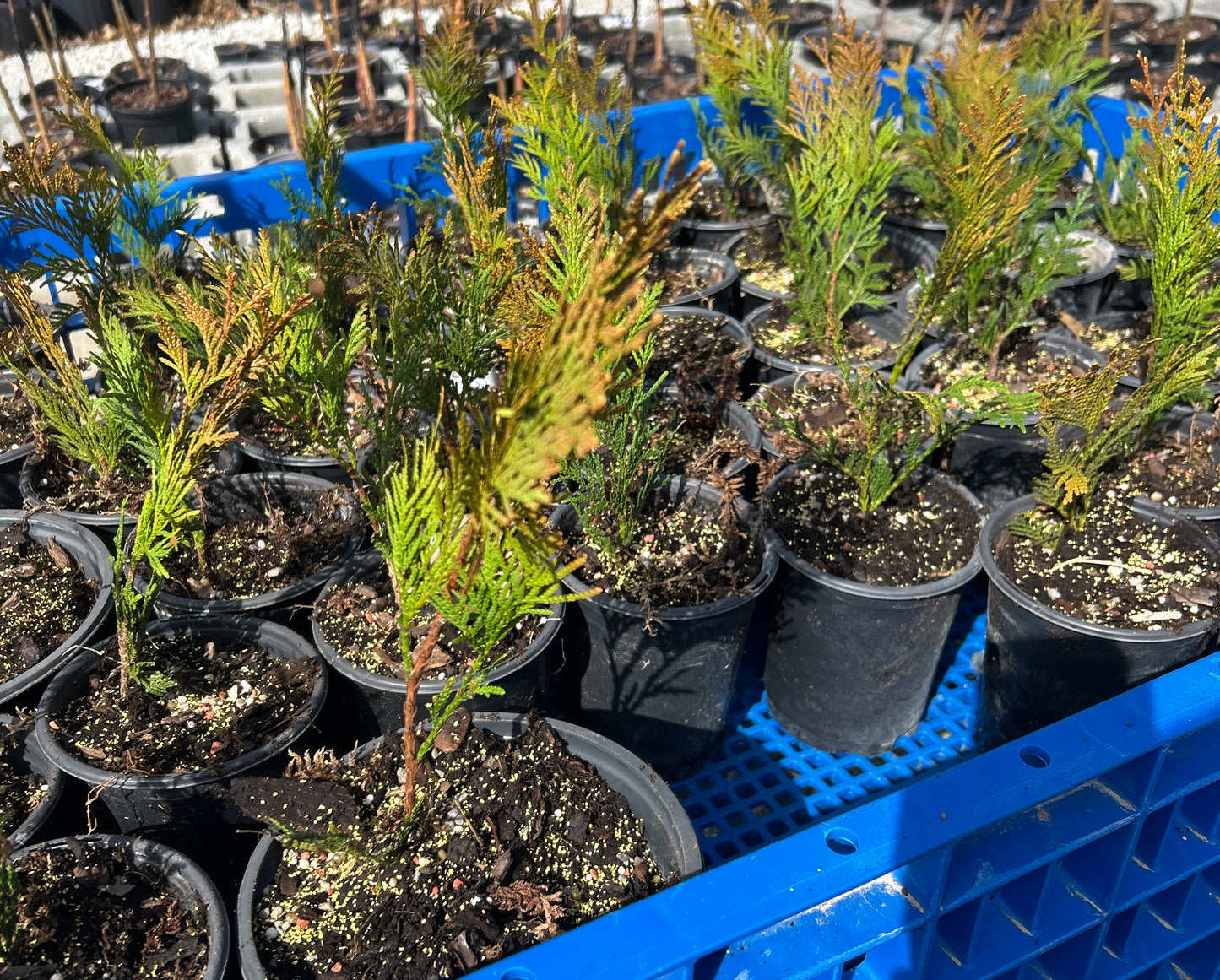 Close-up of Platycladus orientalis 'Elegantissima' foliage quart size