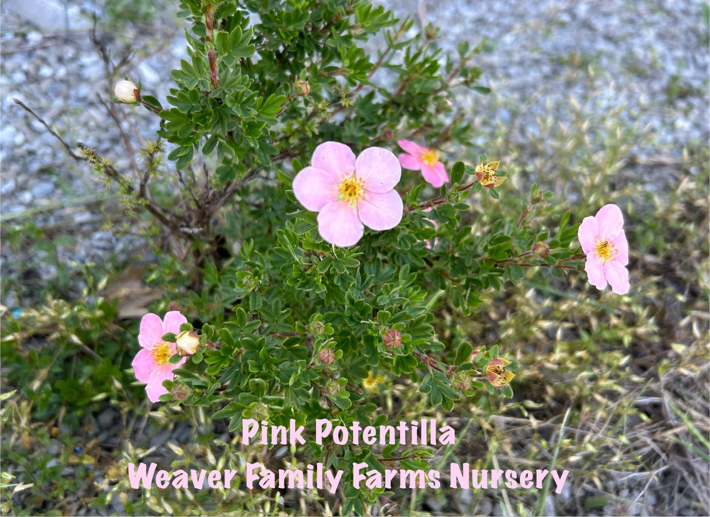 Pink Potentilla shrub for sale.