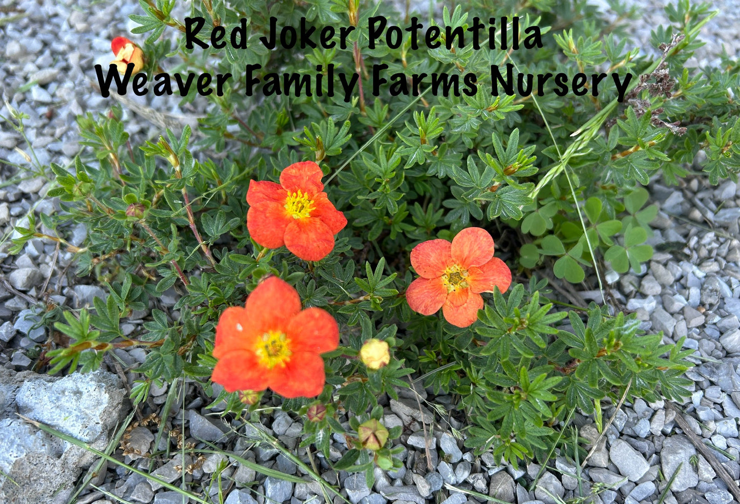 Orange potentilla plant with flowers.