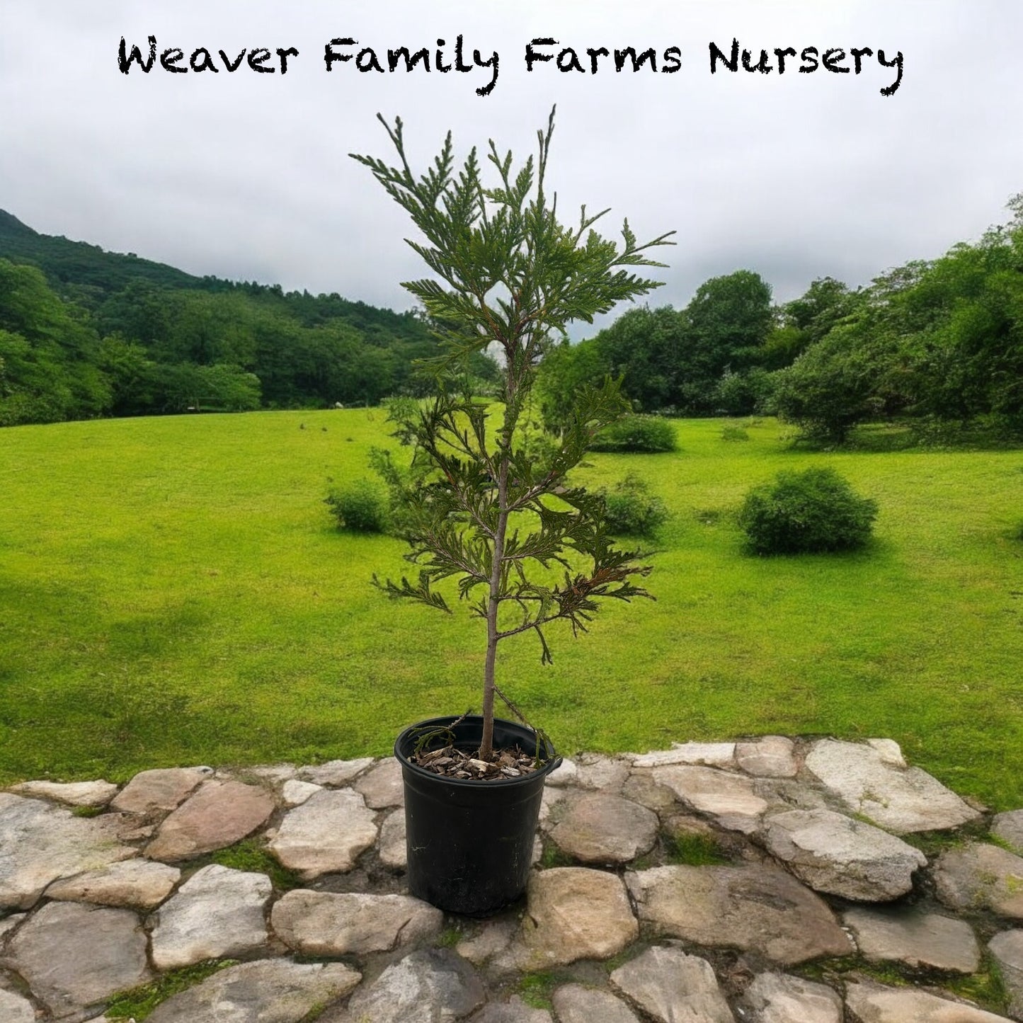 Green Giant Arborvitae for Sale | Fast Growing Privacy Screen Tree