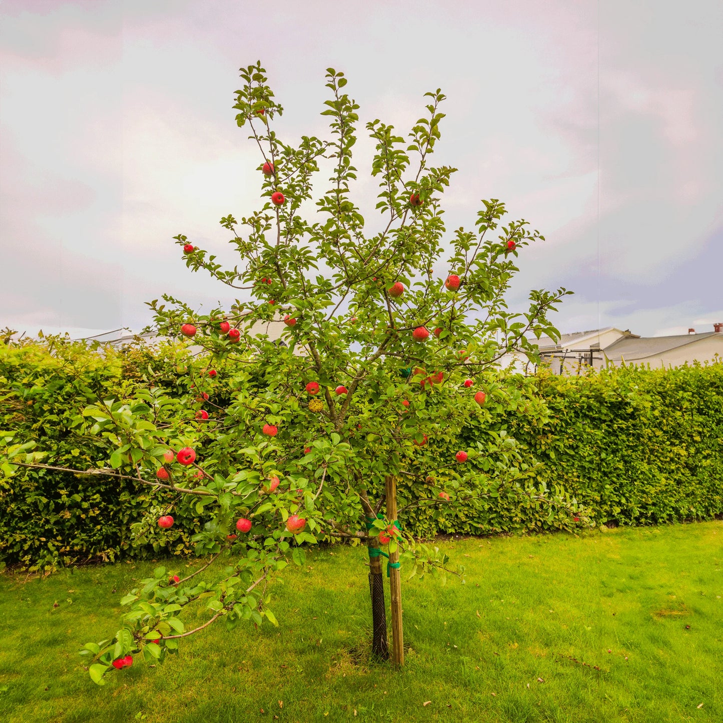 Ripe Honeycrisp apples on the tree