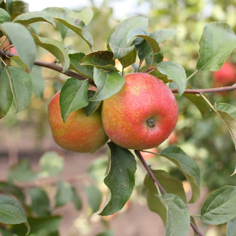 Honeycrisp apple tree with red apples