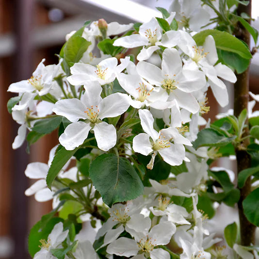 Honeycrisp apple blossoms in spring