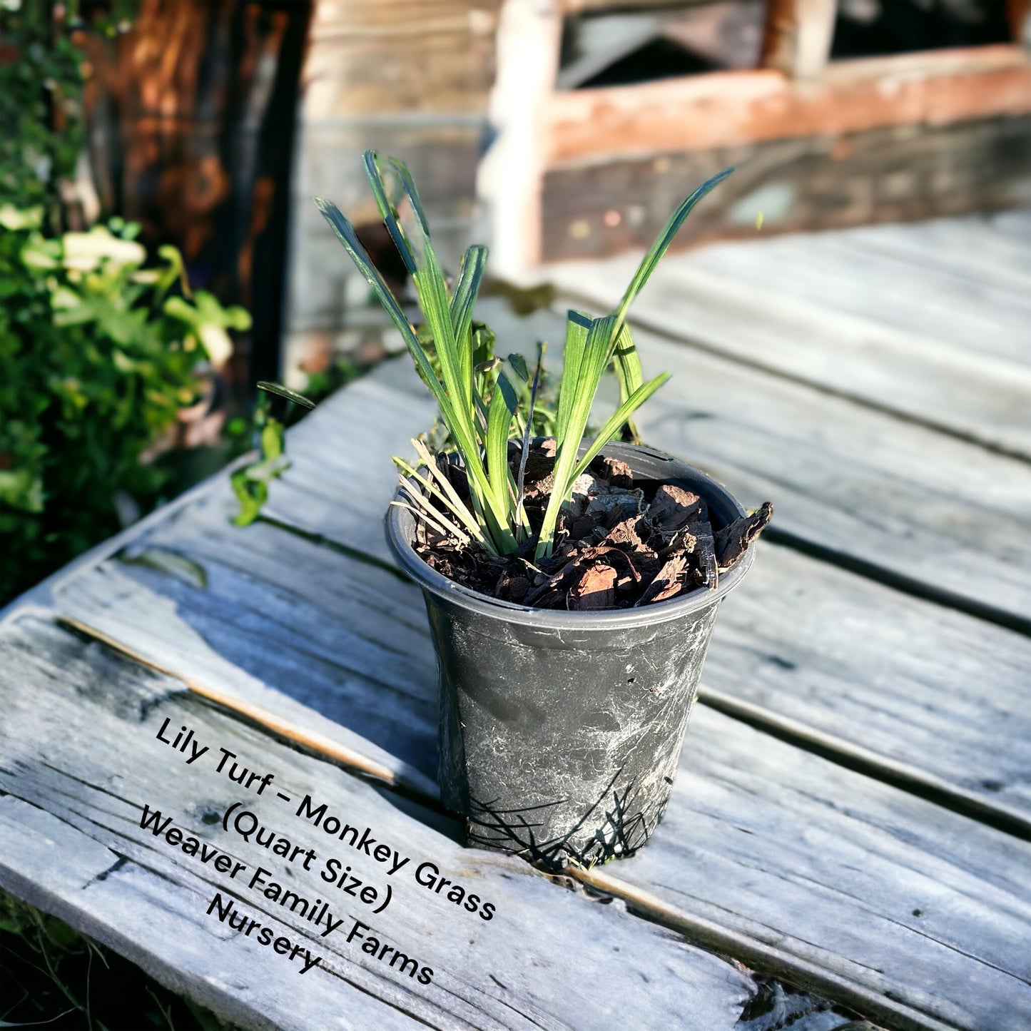 Liriope grass for sale as ground cover.
