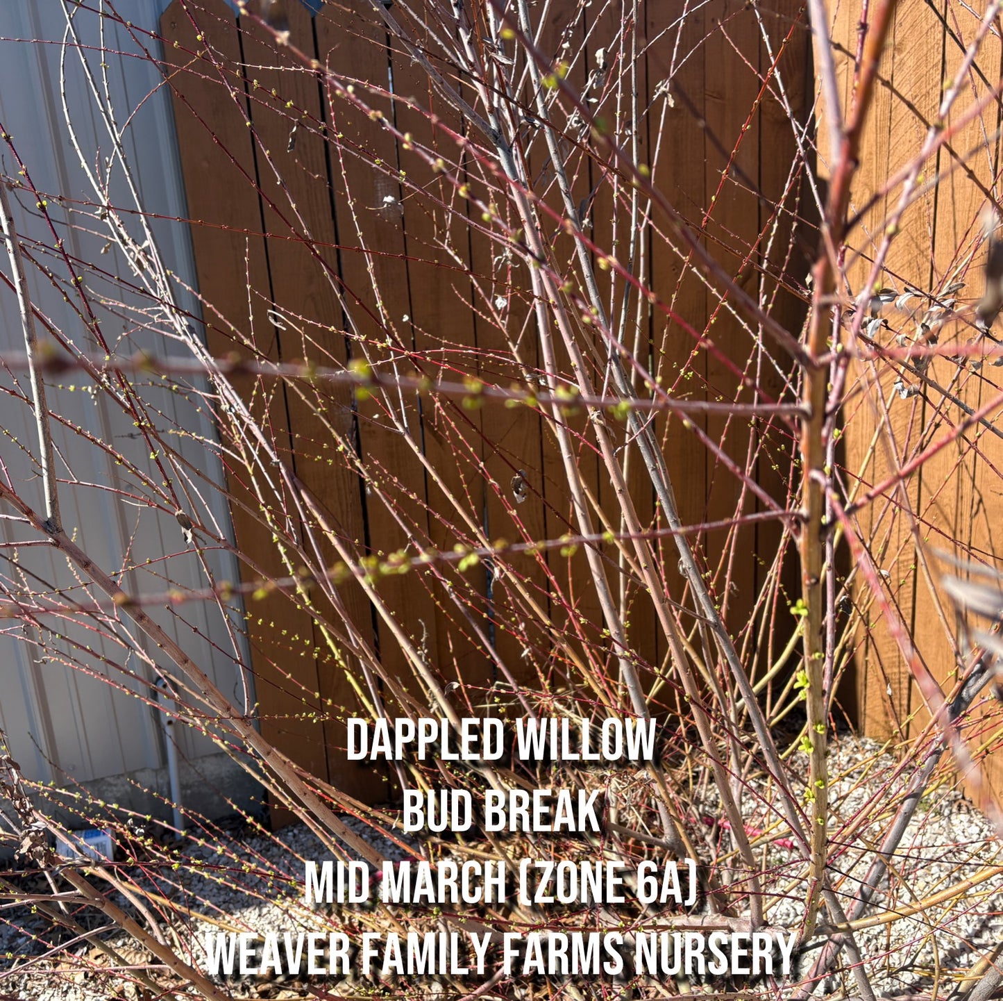 Dappled Willow