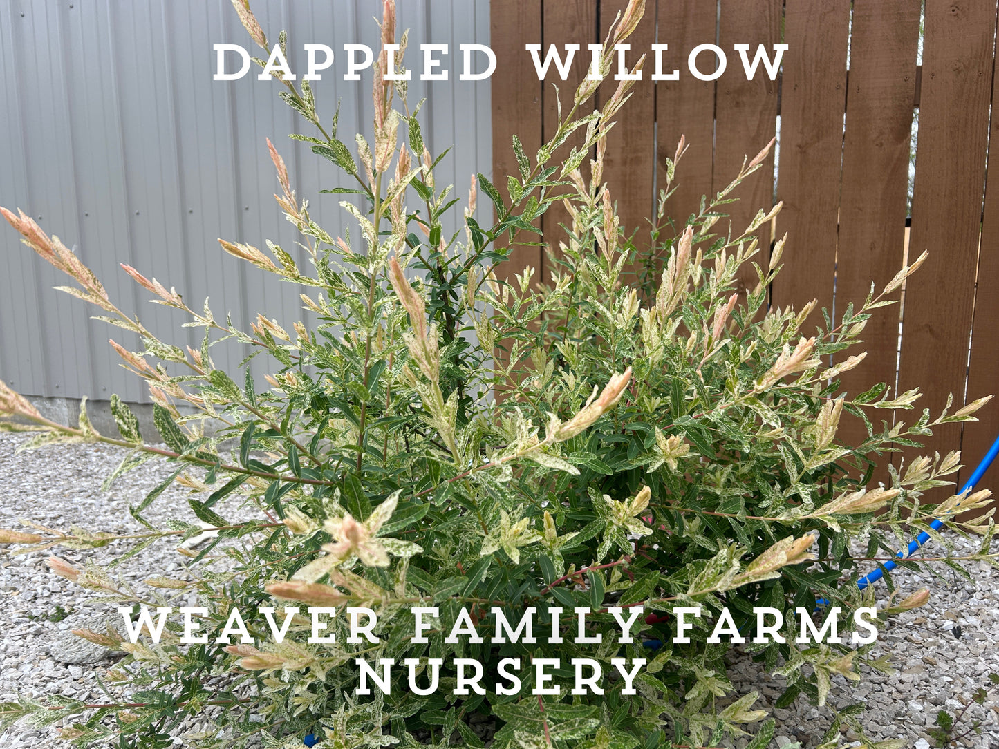 Dappled Willow