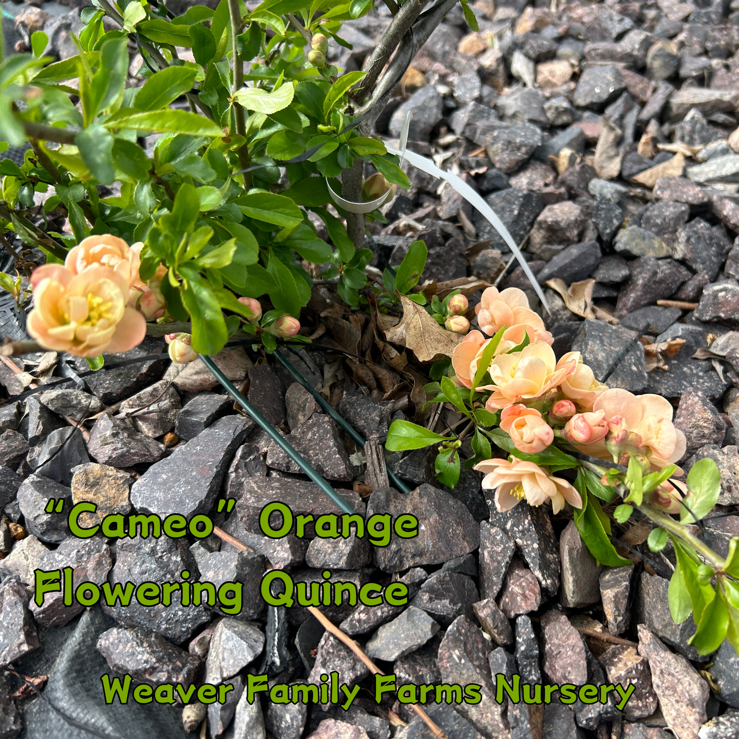 Cameo Flowering Quince for sale.
