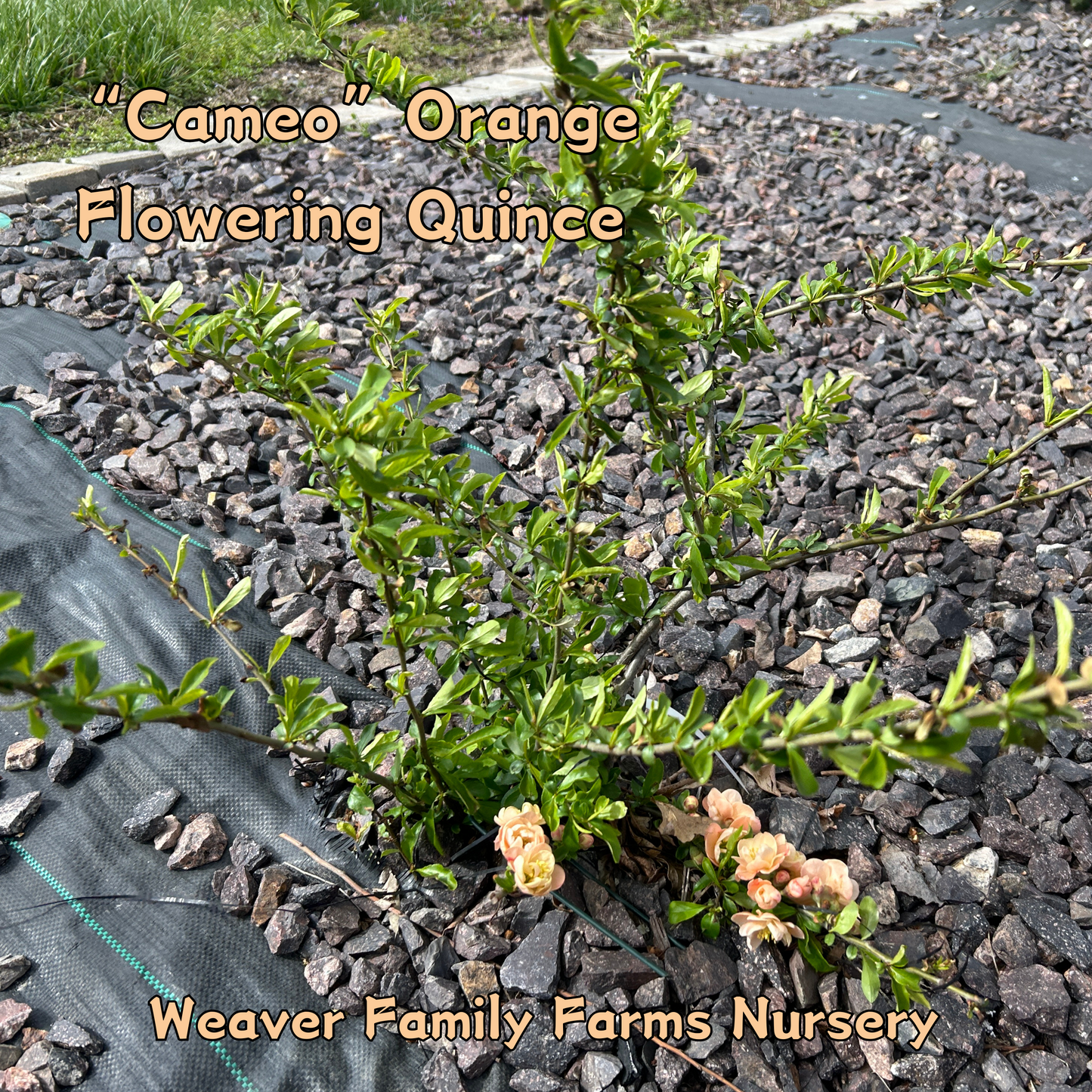 Chaenomeles japonica plant with flowers.