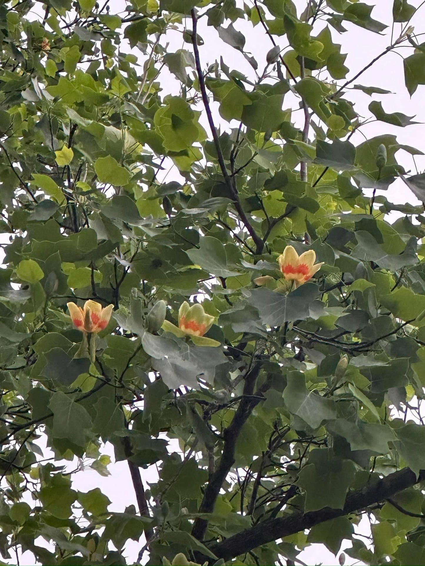 Buy Tulip Poplar Tree online.