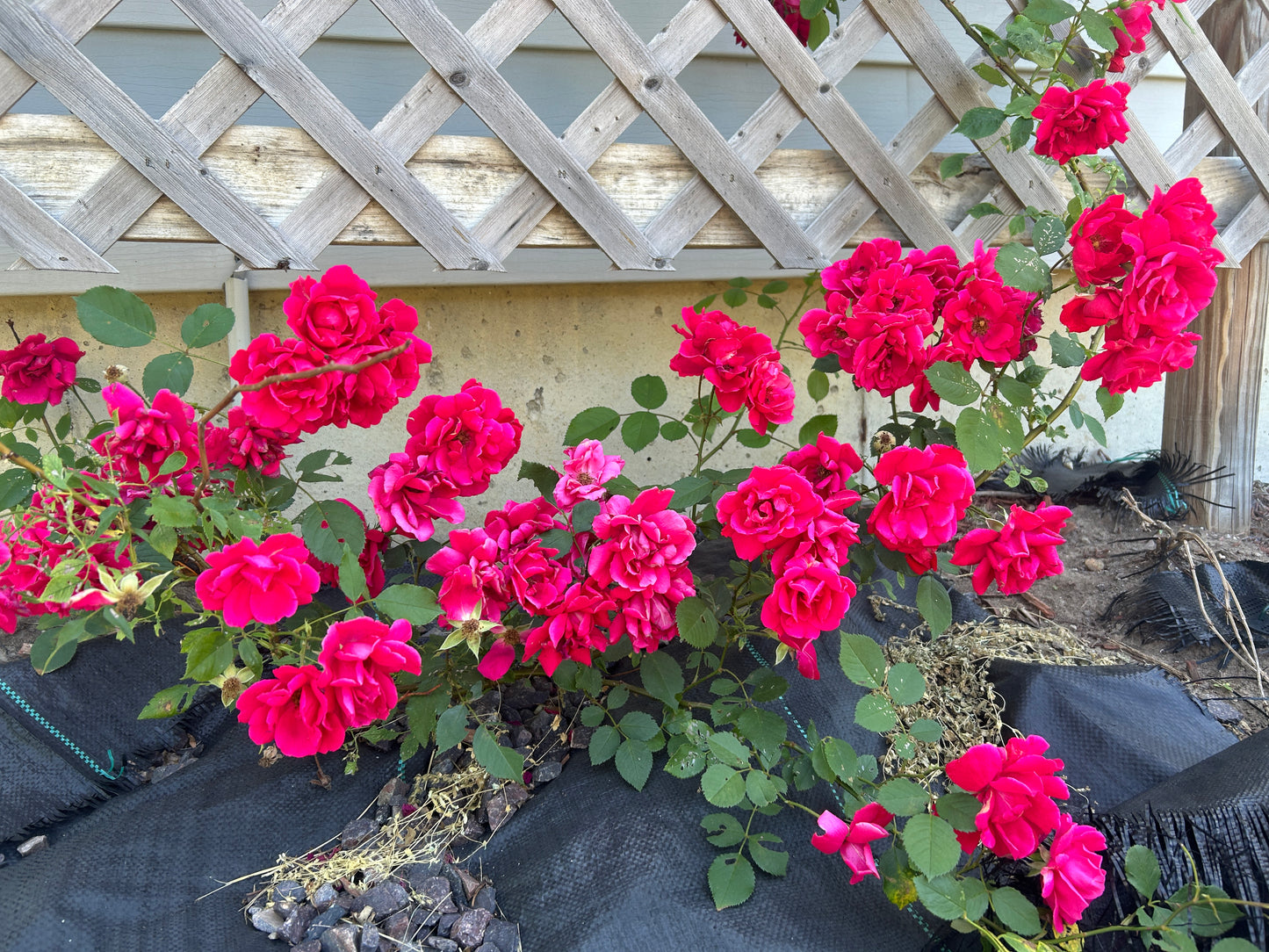 Blaze climbing rose with red blooms.