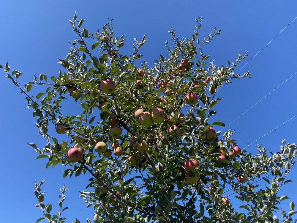 Winesap apple tree in an orchard