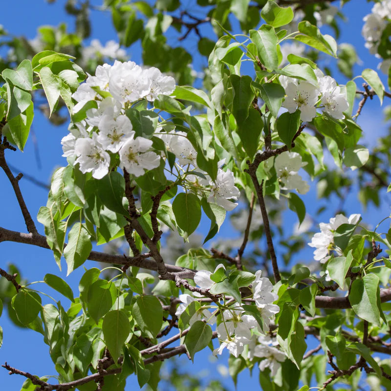 Blossoming Kieffer pear tree in spring