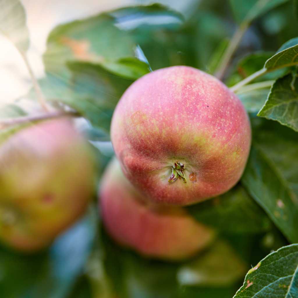 Close-up of Liberty apple with red blush