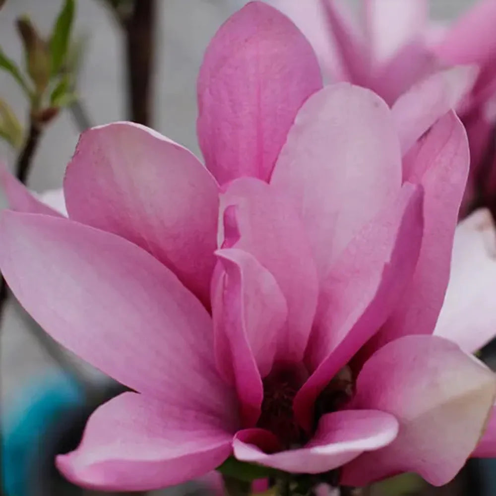 Close-up of a vibrant Magnolia "Ann" flower against a spring sky.