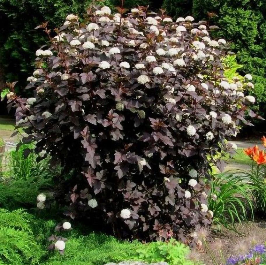 Crimson Ninebark with deep red foliage in garden