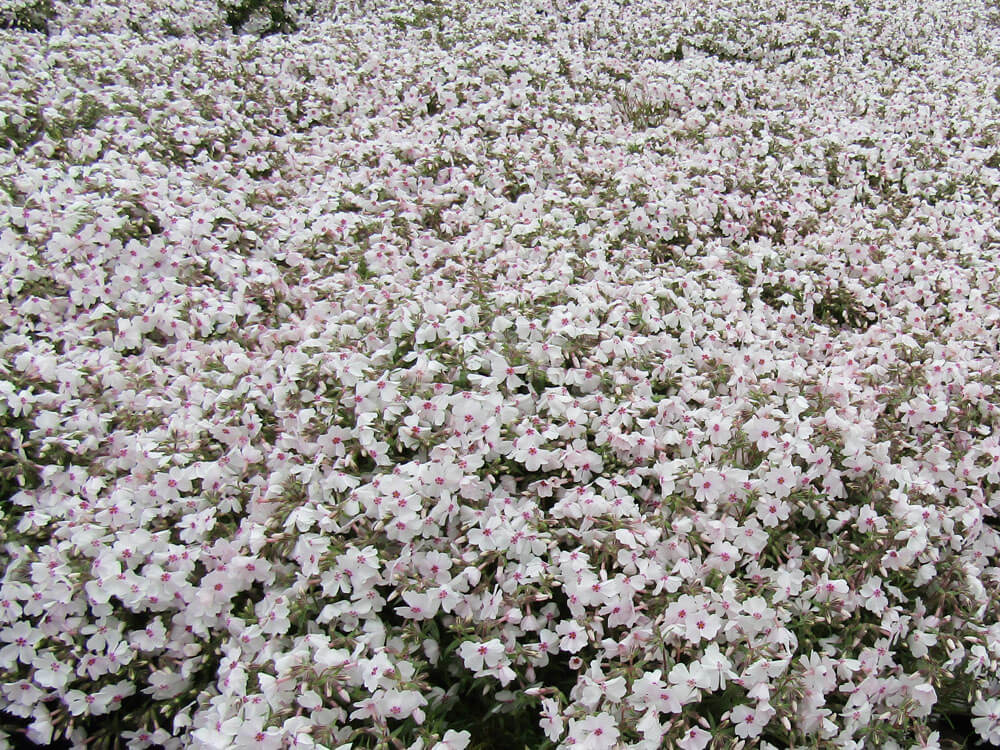 Phlox Amazing Grace with bright white blooms.