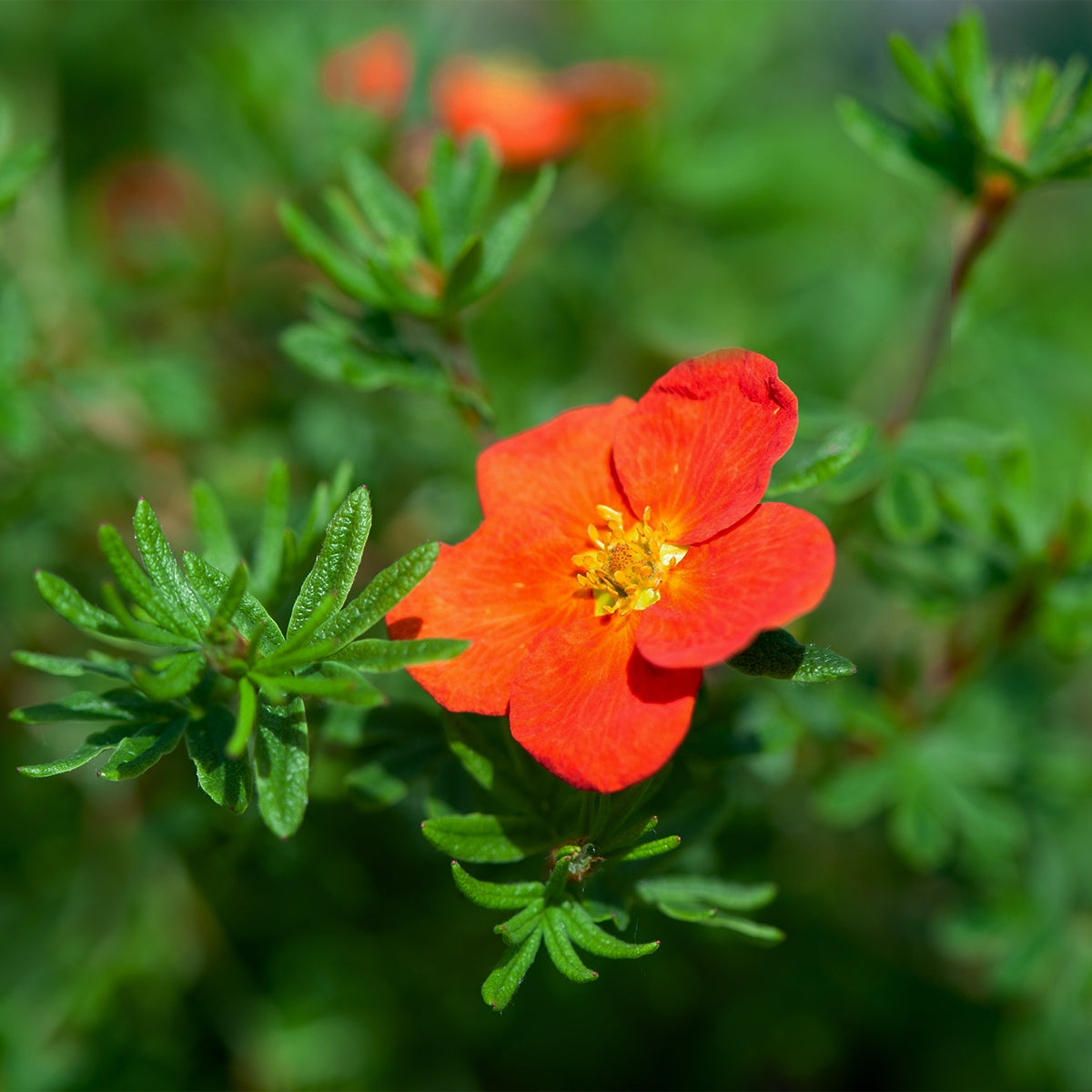 Red potentilla shrub for sale.