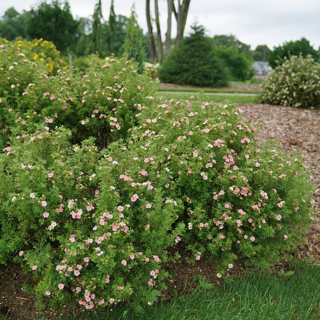 Five fingers plant with pink flowers.