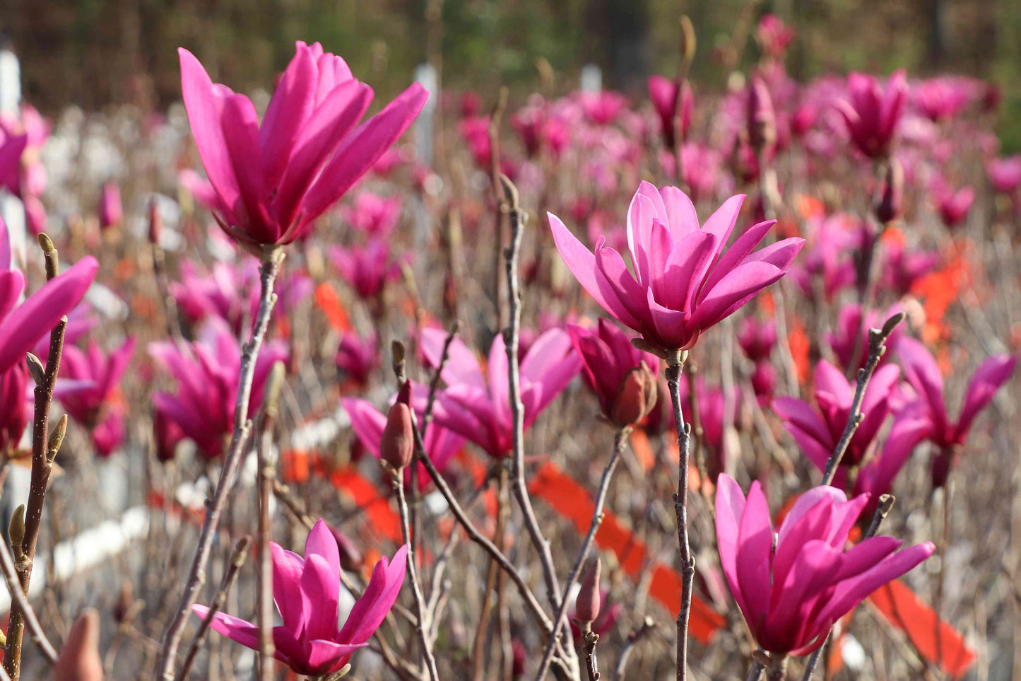 Magnolia "Ann" in early spring bloom, featuring large purple-pink flowers.