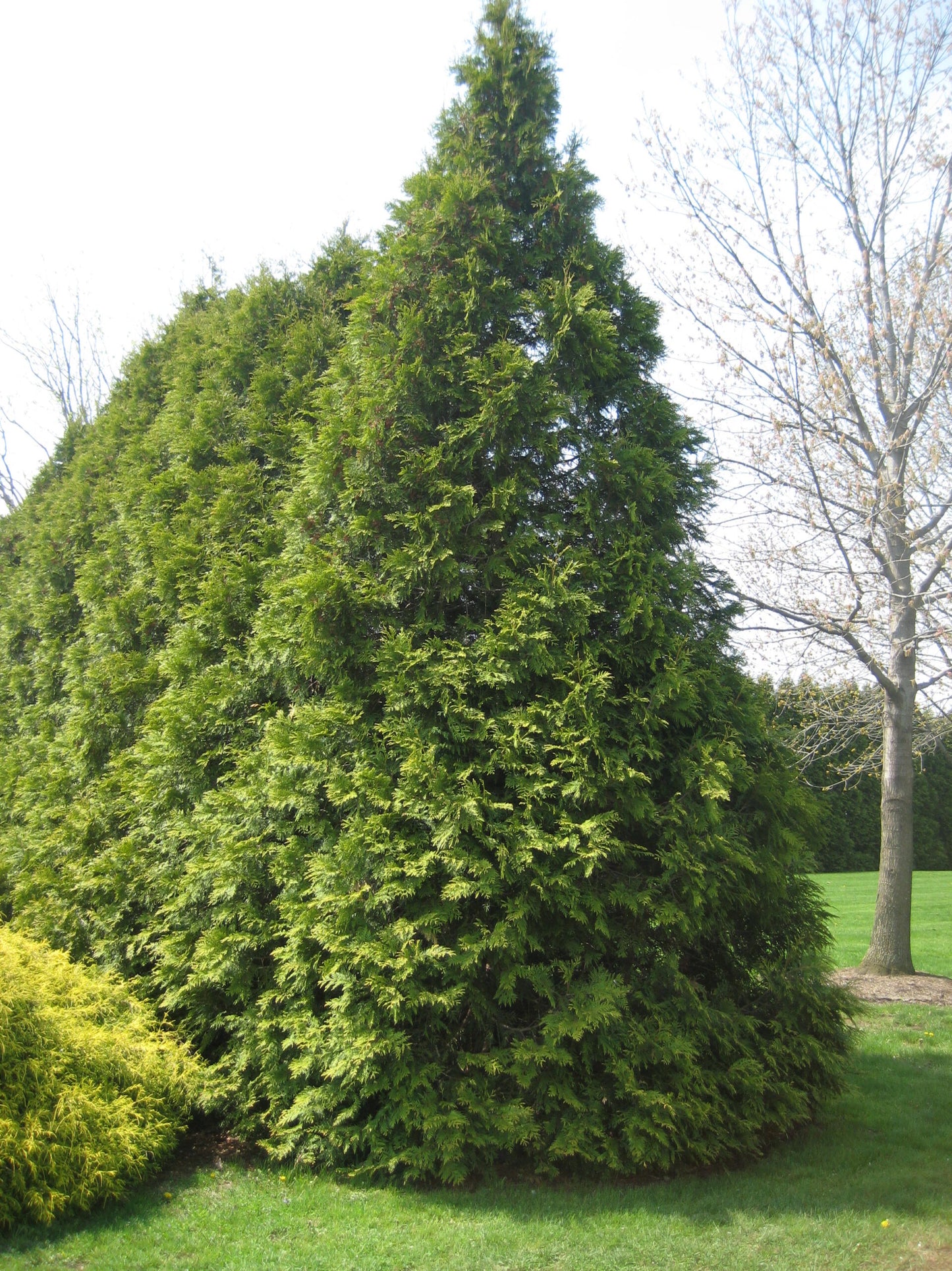 Oriental Arborvitae hedge planted for privacy