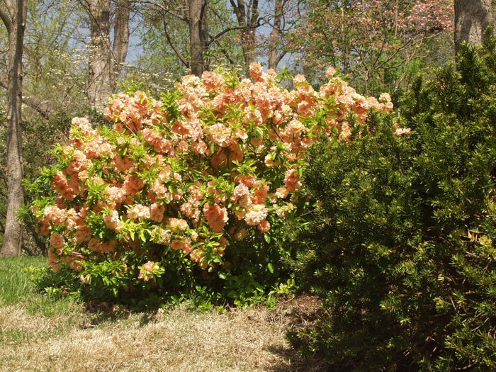 Apricot-pink flowers on Cameo Quince shrub.