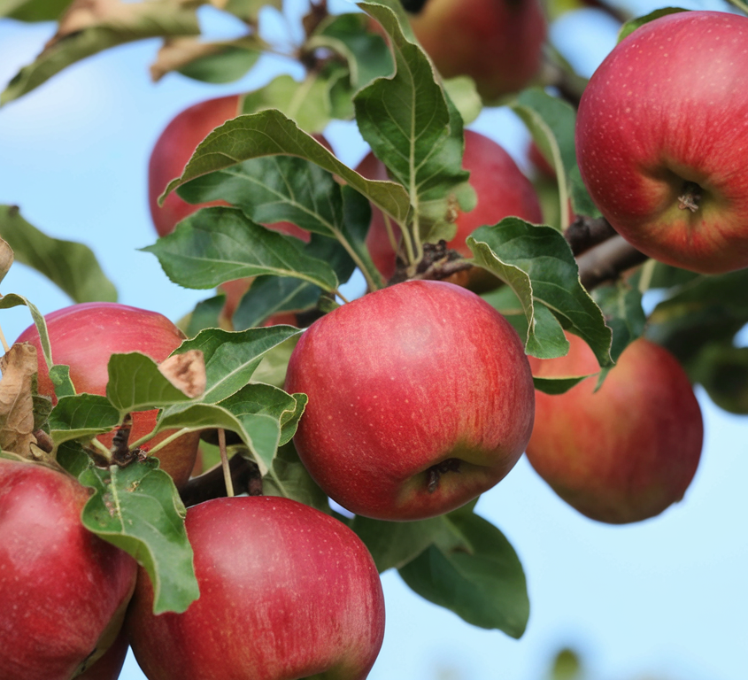 Frostbite Apple Tree – Cold Hardy & Sweet Apples