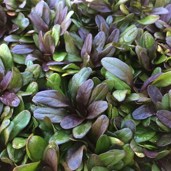 Ajuga 'Chocolate Chip'