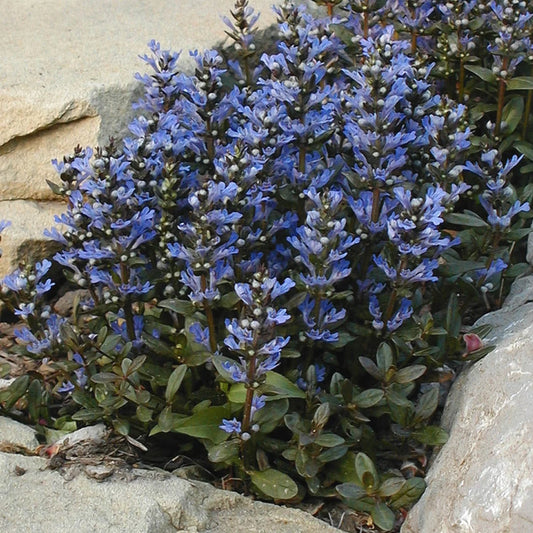 Lush Chocolate Chip Ajuga ground cover with vibrant blue flowers