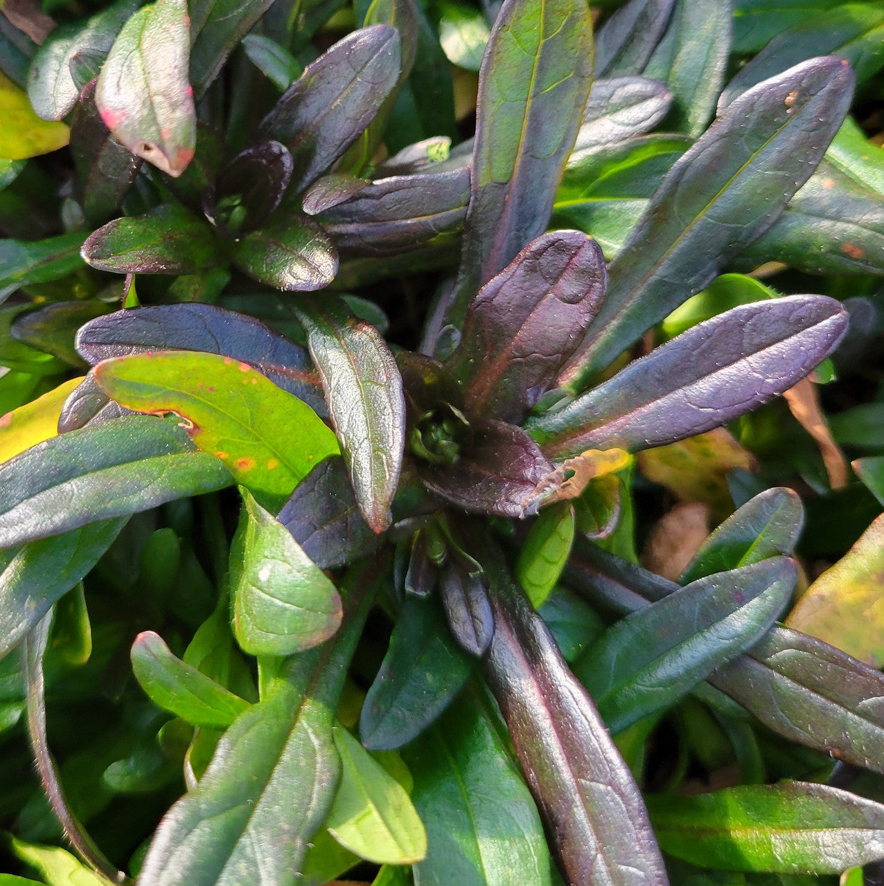 Enhance your garden with Chocolate Chip Ajuga's unique foliage