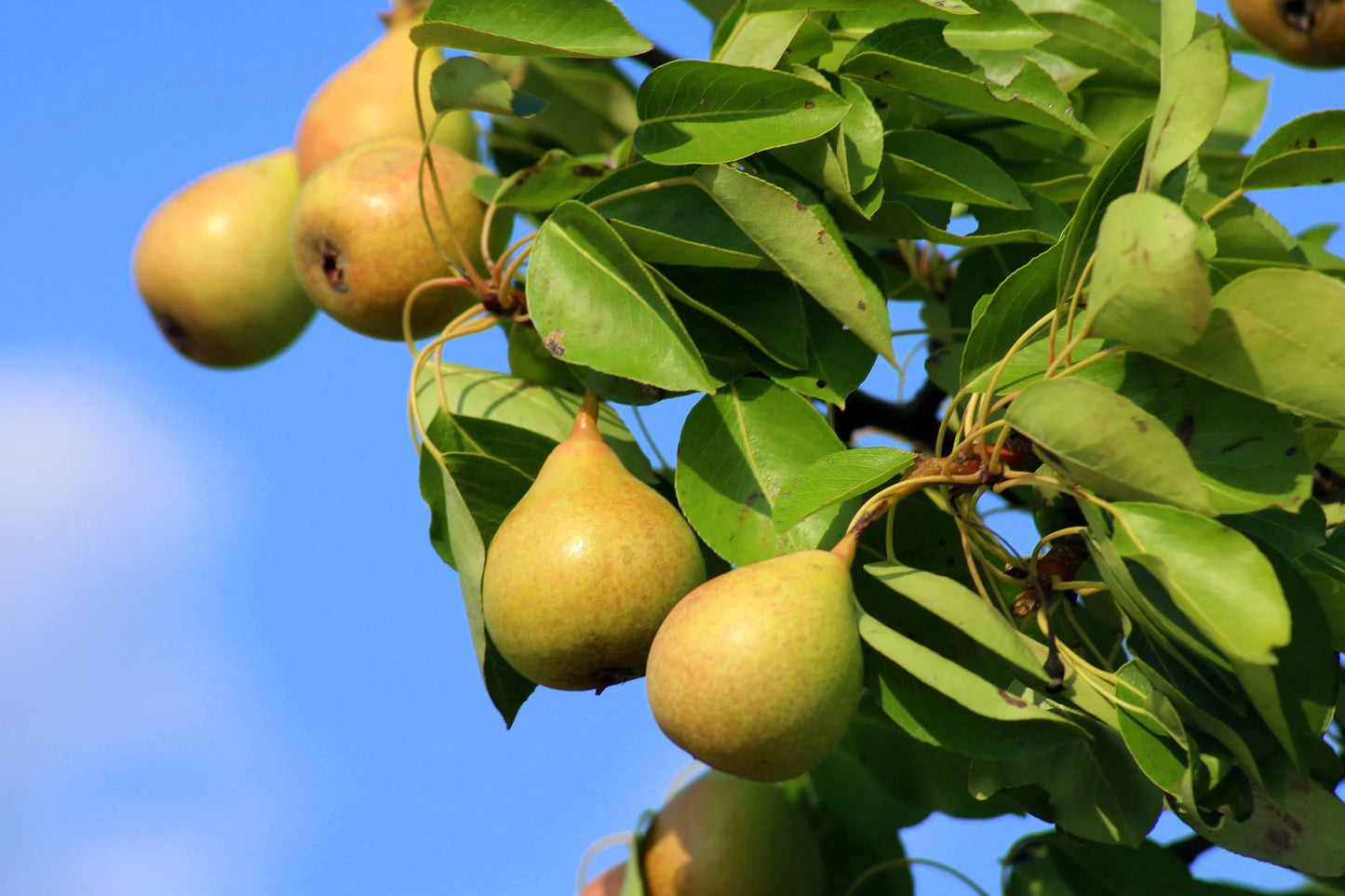 Ripe Comice pears on a branch