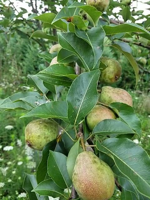 Kieffer pear sapling for sale