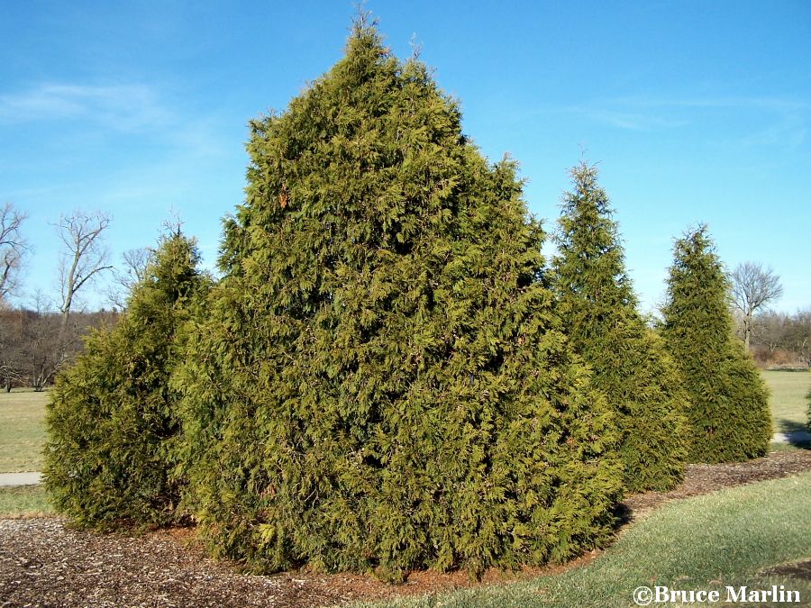 Elegantissima Arborvitae upright evergreen tree
for sale
