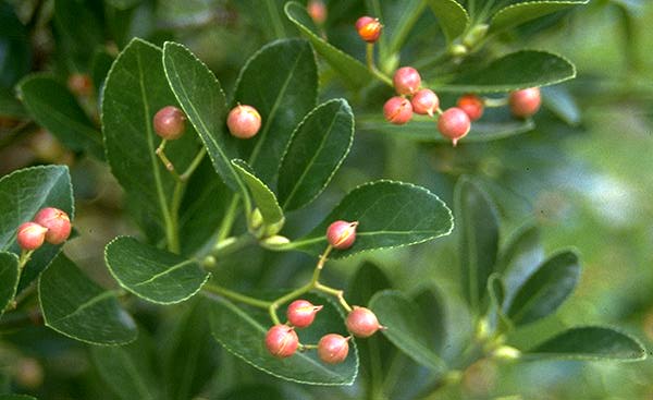 Buy Manhattan Euonymus hedge plant.